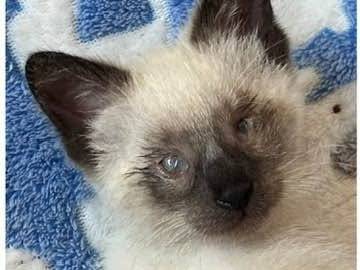 Adotta un gatto, taglia non valida, maschio, Catanzaro