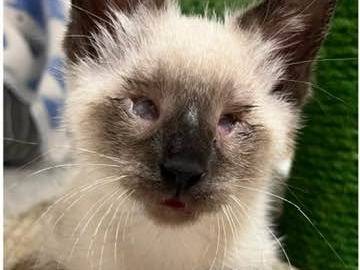 Vuoi adottare un gatto a Catanzaro?