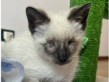 Adotta il gatto Nilo a Catanzaro