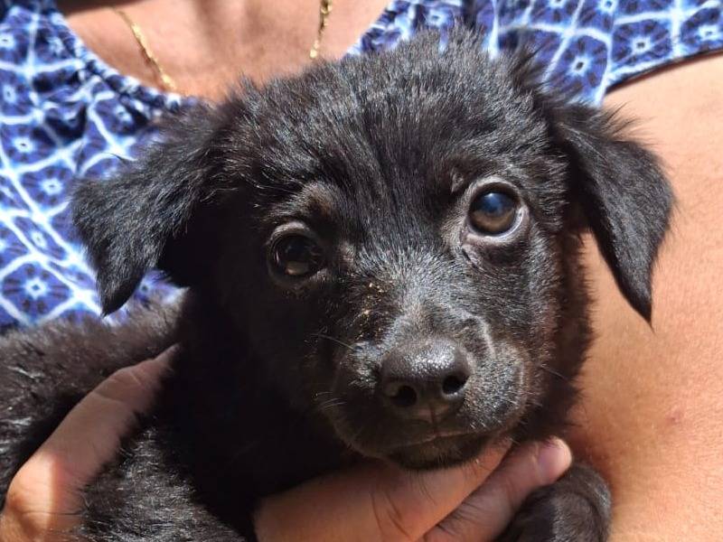 Adozione cane, femmina, Razza sconosciuta Razza sconosciuta, 2 mesi, taglia media contenuta, Crotone