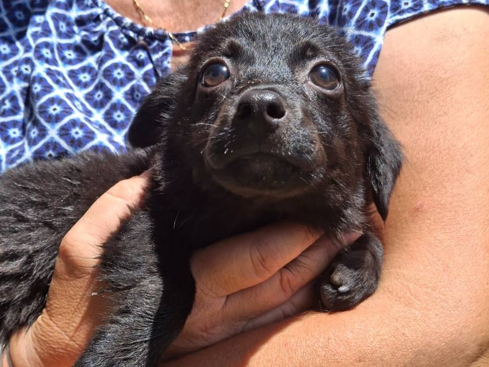 Adotta un cane, femmina, 2 mesi, Crotone