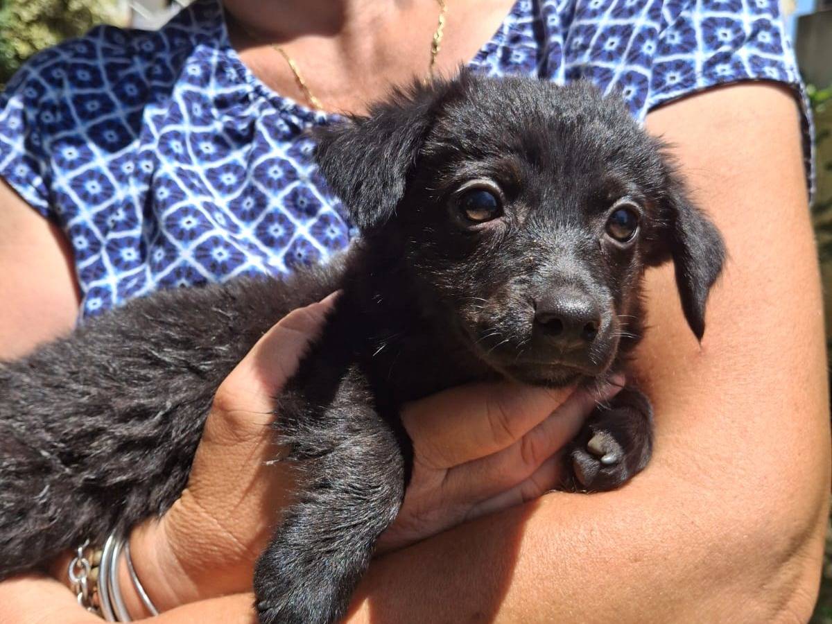 Adotta un cane, taglia media contenuta, femmina, Crotone
