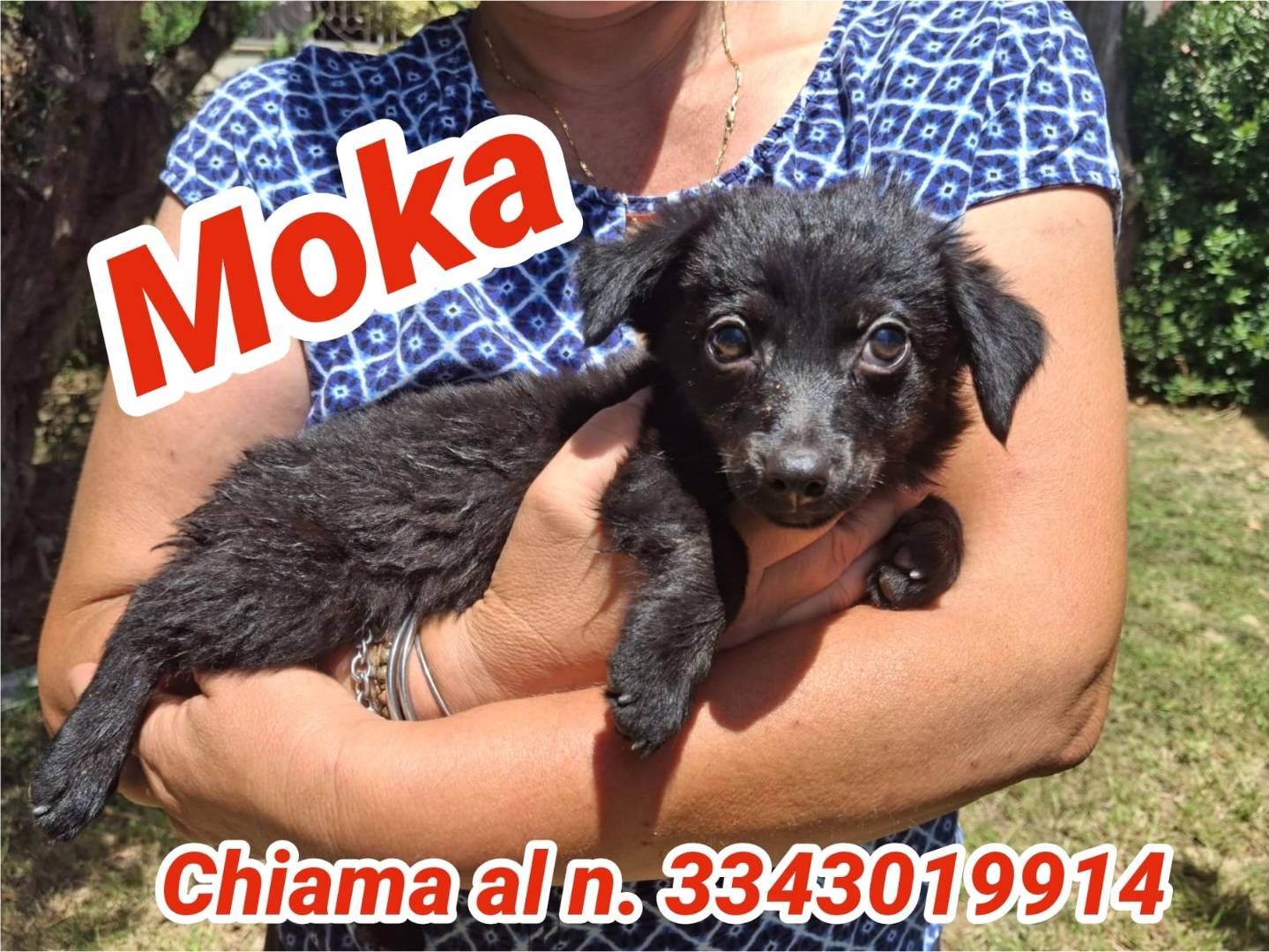 Vuoi adottare un cane a Crotone?