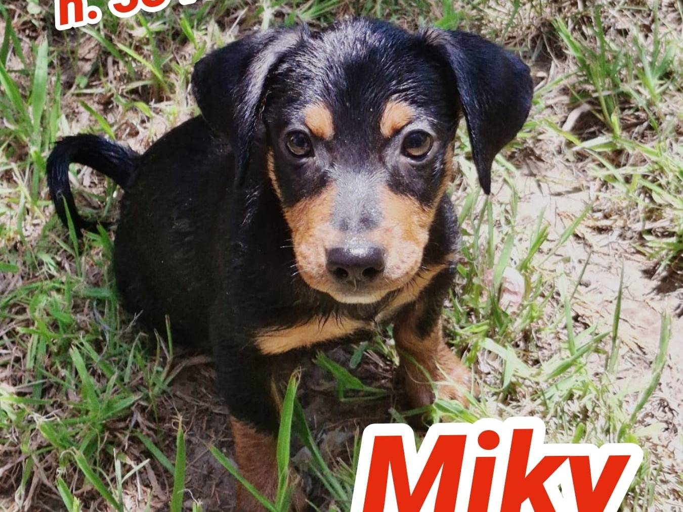 Adotta un cane, maschio, 2 mesi, Crotone