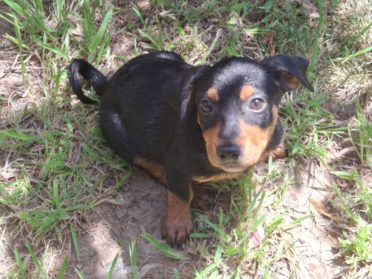 Adotta un cane, taglia media contenuta, maschio, Crotone