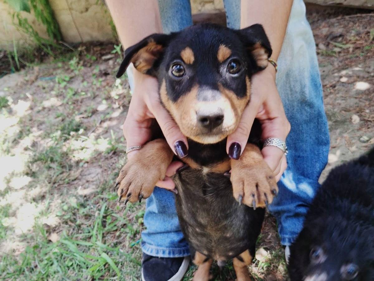 Vuoi adottare un cane a Crotone?
