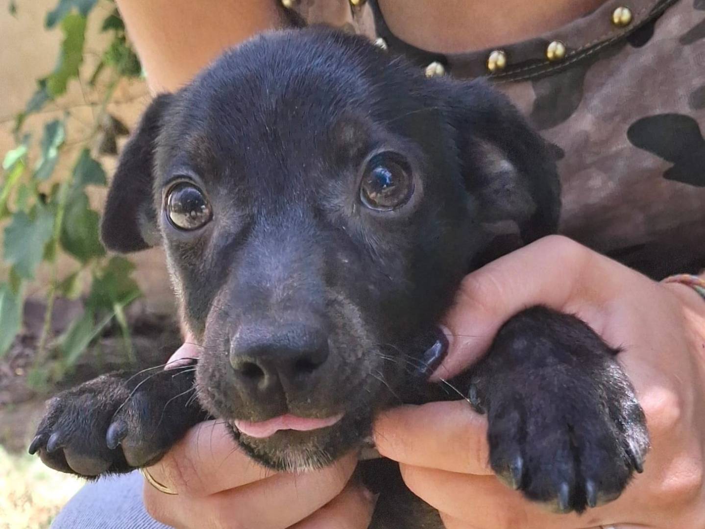 Adozione cane, maschio, Razza sconosciuta Razza sconosciuta, 2 mesi, taglia media contenuta, Crotone