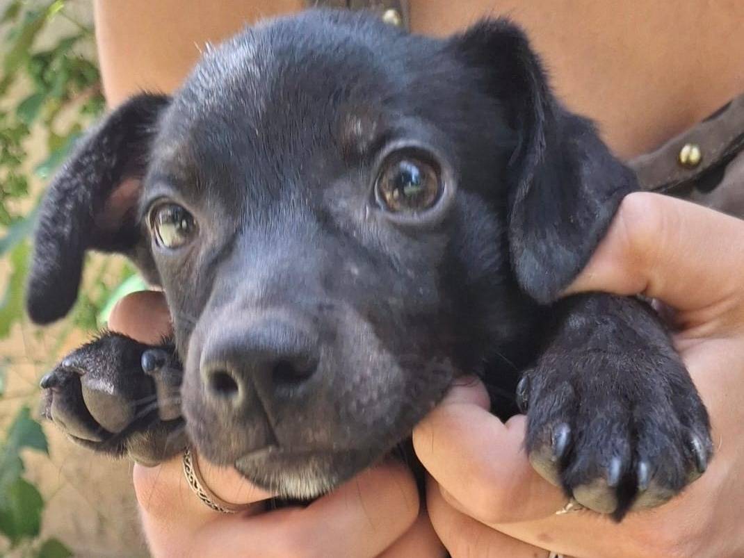 Adotta un cane, maschio, 2 mesi, Crotone