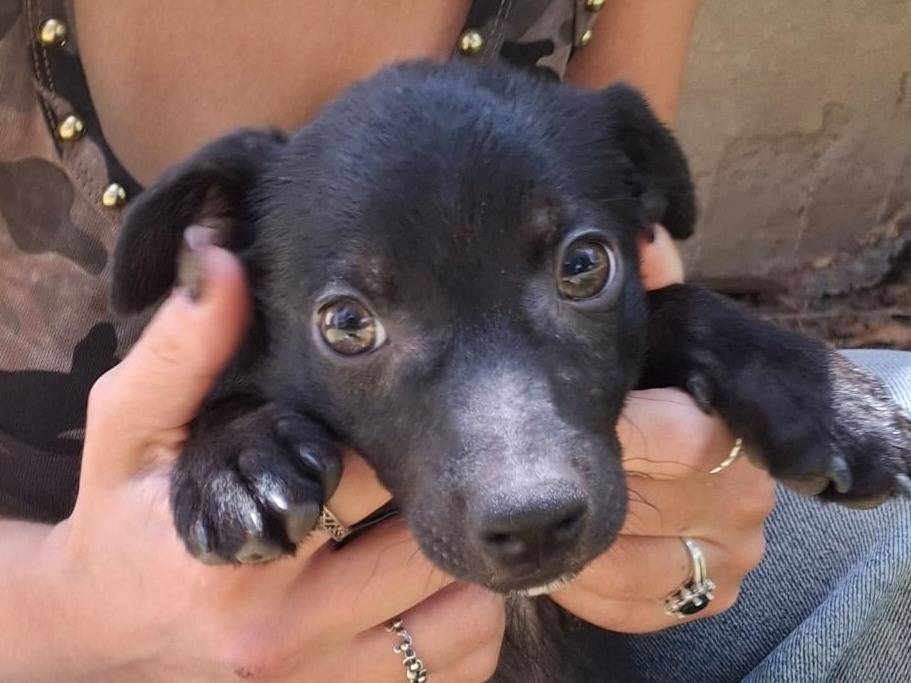 Adotta un cane, taglia media contenuta, maschio, Crotone