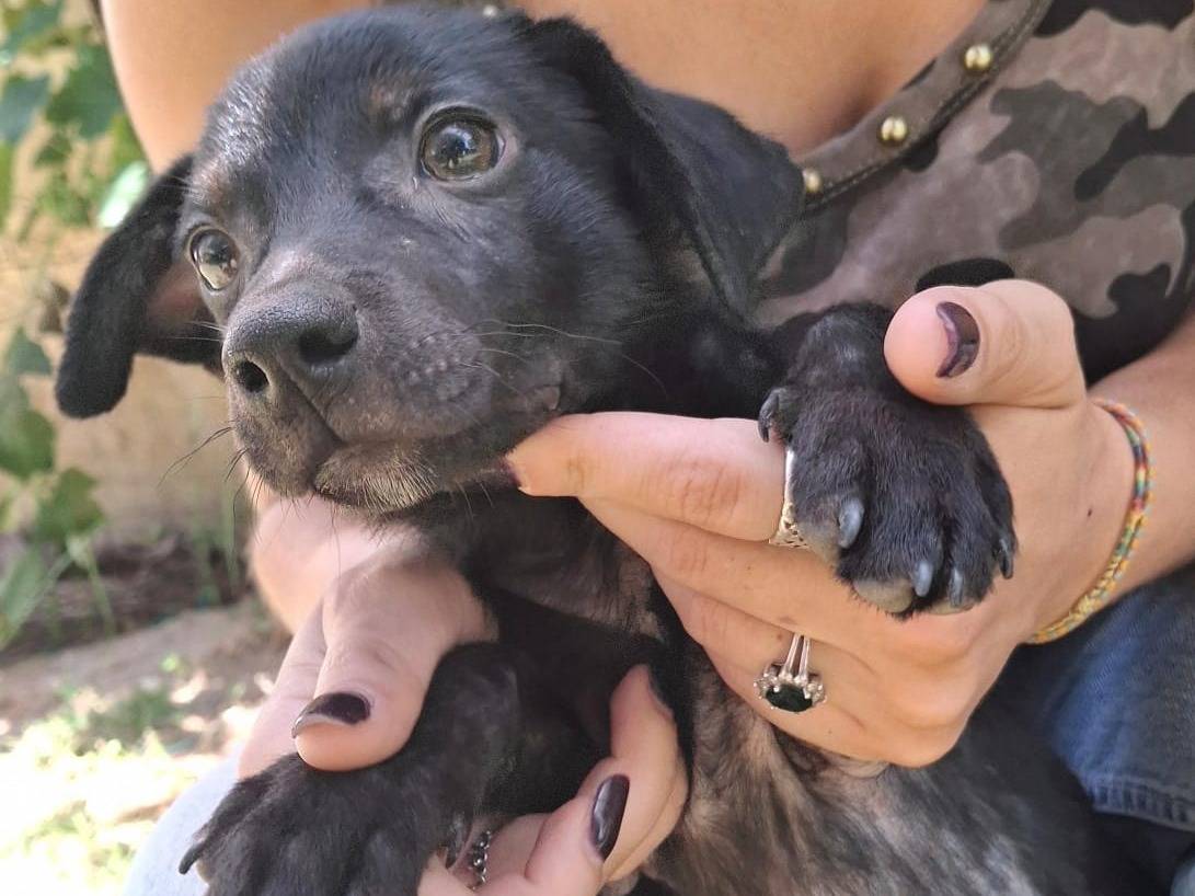 Vuoi adottare un cane a Crotone?