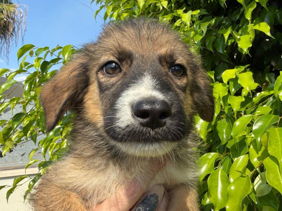 Adozione cane, maschio, Razza sconosciuta Razza sconosciuta, 2 mesi, taglia media contenuta, Crotone