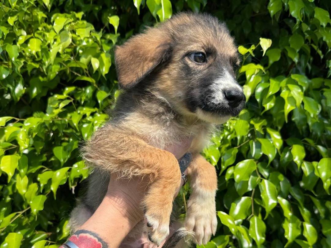 Adotta un cane, maschio, 2 mesi, Crotone
