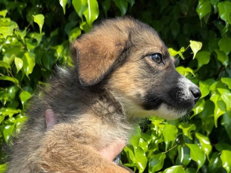 Adotta un cane, taglia media contenuta, maschio, Crotone