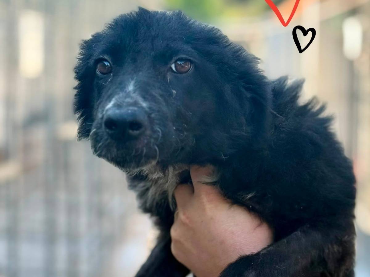 Adozione cane, maschio, Razza sconosciuta Razza sconosciuta, 6 mesi, taglia media, Alessandria