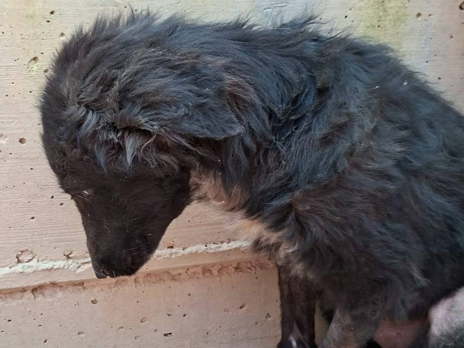 Adotta un cane, maschio, 6 mesi, Alessandria