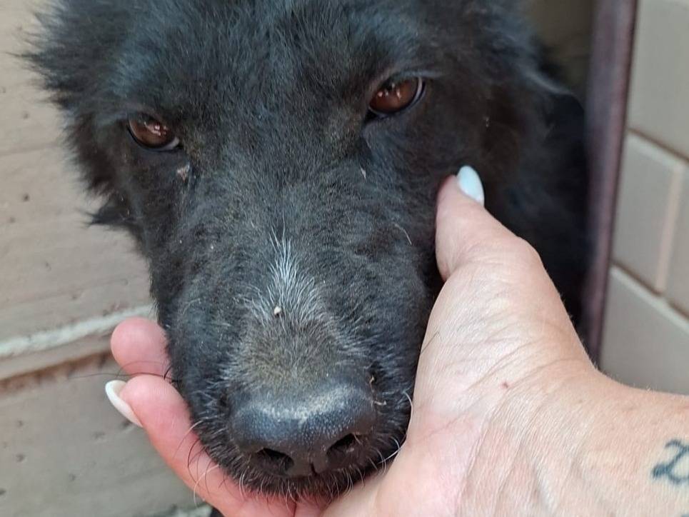 Adotta un cane, taglia media, maschio, Alessandria