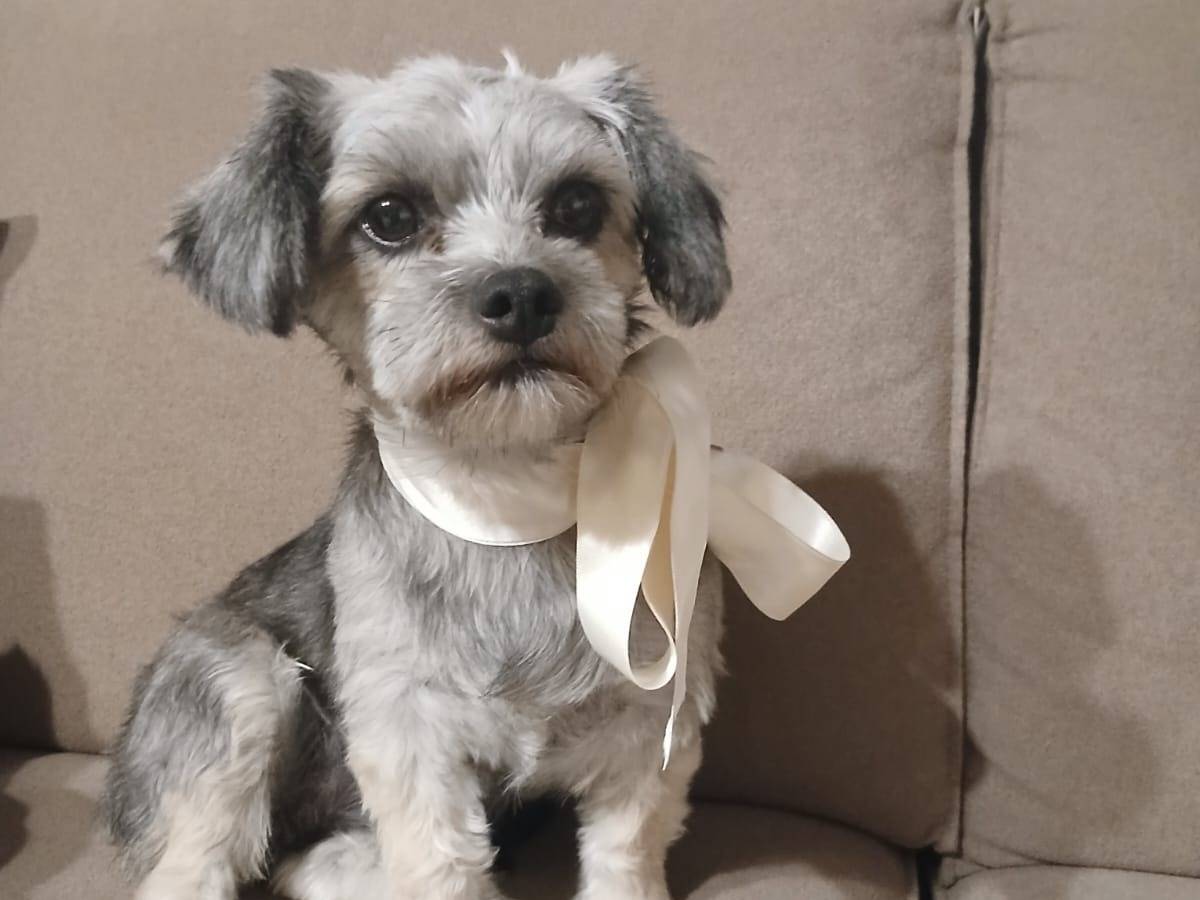 Adozione cane, femmina, Razza sconosciuta Razza sconosciuta, 1 anno e 5 mesi, taglia piccola, Verona