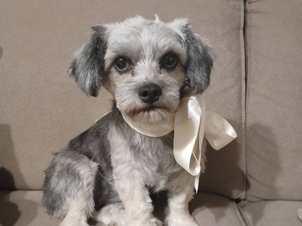 Adotta un cane, femmina, 1 anno e 5 mesi, Verona
