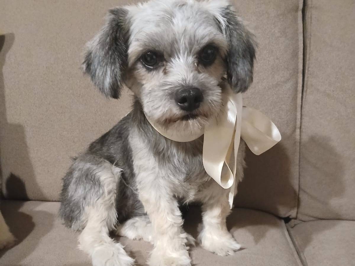 Adotta un cane, taglia piccola, femmina, Verona