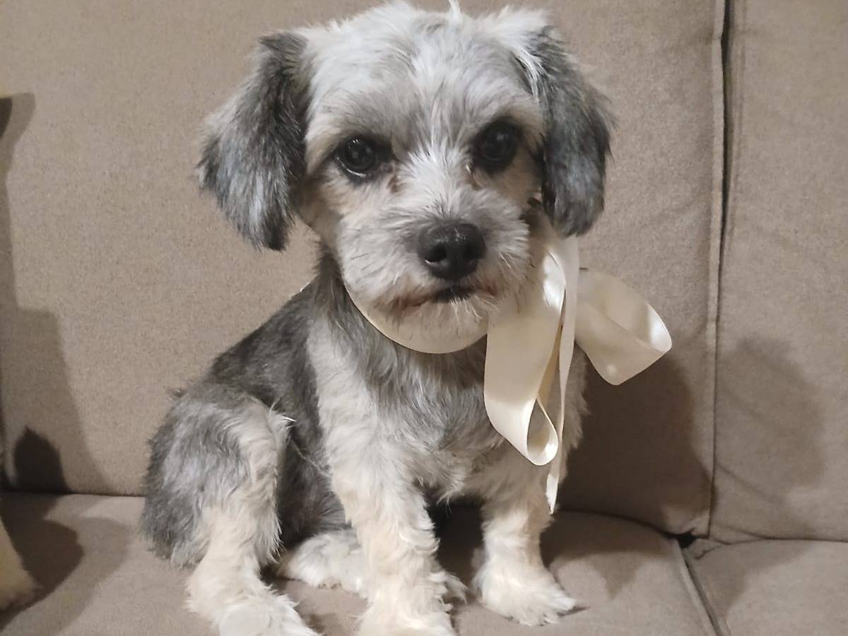 Vuoi adottare un cane a Verona?