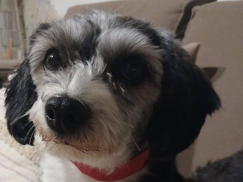 Adotta un cane, femmina, 1 anno e 6 mesi, Verona