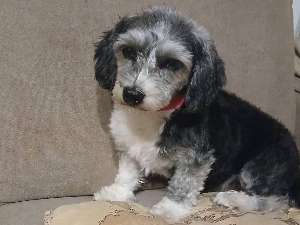 Adozione cane, femmina, Razza sconosciuta Razza sconosciuta, 1 anno e 6 mesi, taglia piccola, Verona