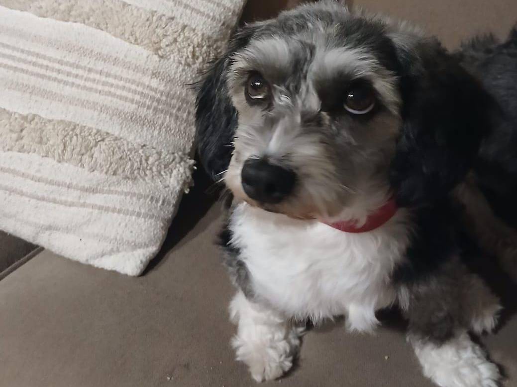 Adotta un cane, taglia piccola, femmina, Verona
