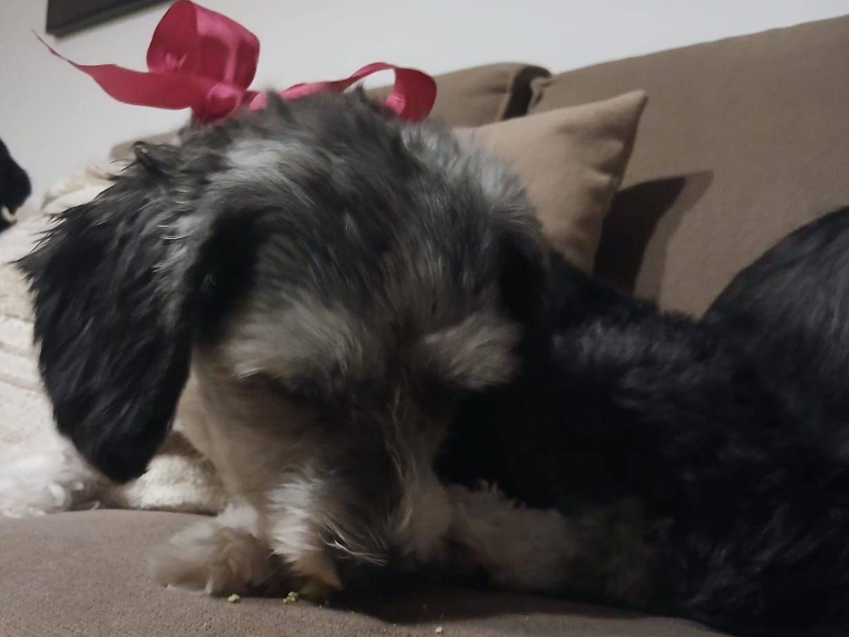 Vuoi adottare un cane a Verona?