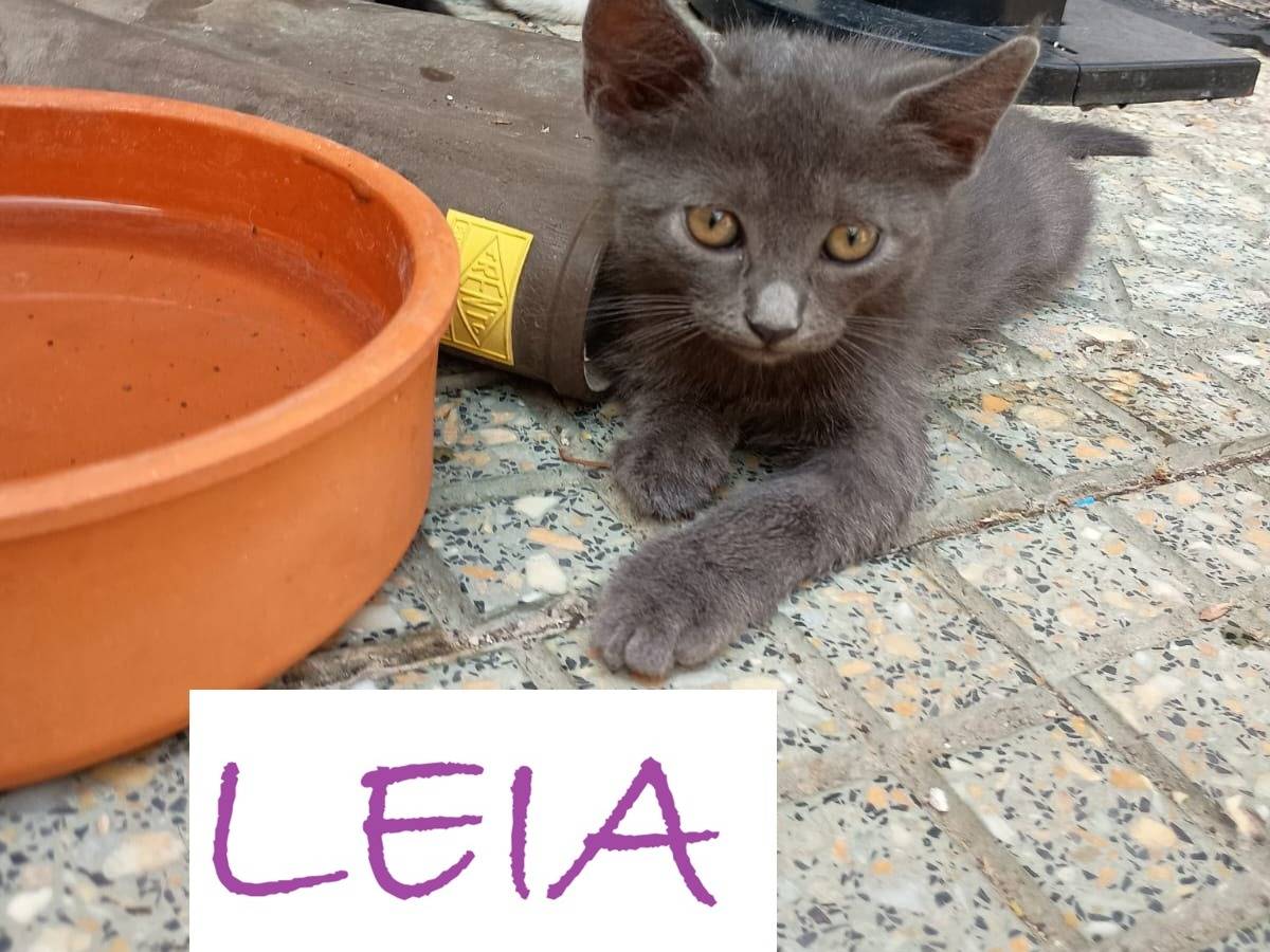 Adozione gatto, femmina, Razza sconosciuta Razza sconosciuta, 2 mesi, taglia non valida, Caserta
