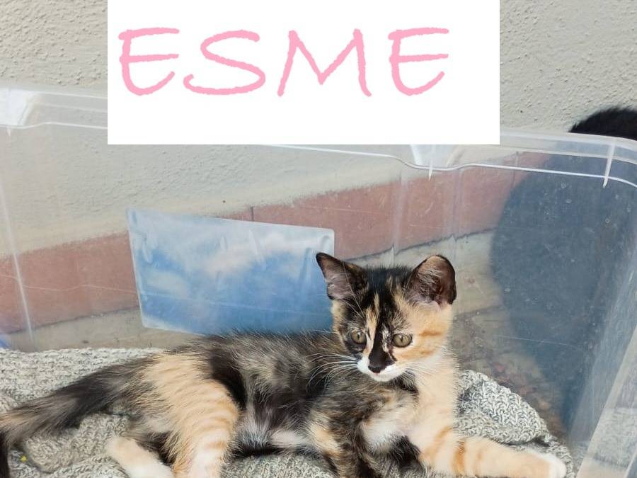 Adotta un gatto, femmina, 2 mesi, Caserta