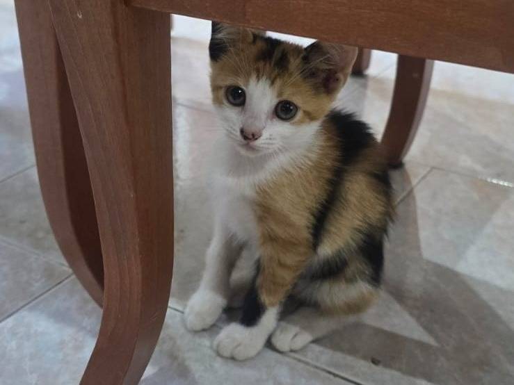 Vuoi adottare un gatto a Caserta?