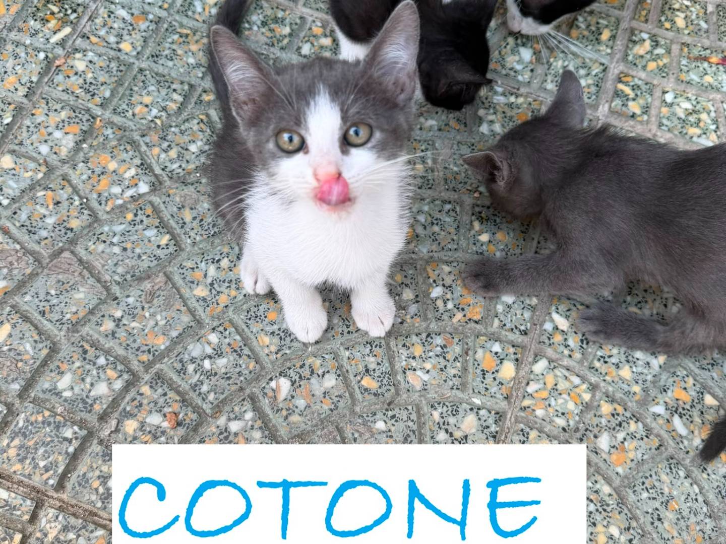 Adotta il gatto MICETTI a Caserta
