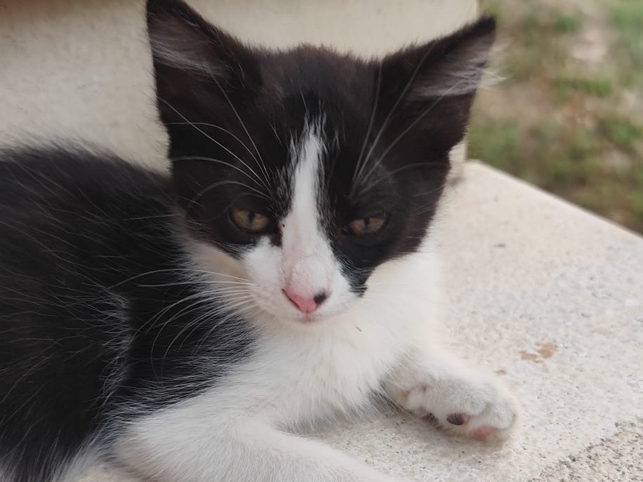 Adozione gatto, maschio, Razza sconosciuta Razza sconosciuta, 3 mesi, taglia non valida, Laquila