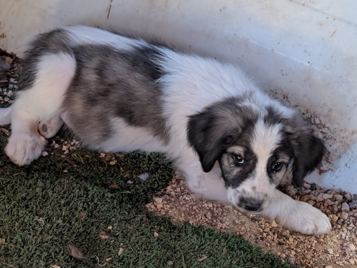 Adozione cane, maschio, Razza sconosciuta Razza sconosciuta, 2 mesi, taglia grande, Laquila