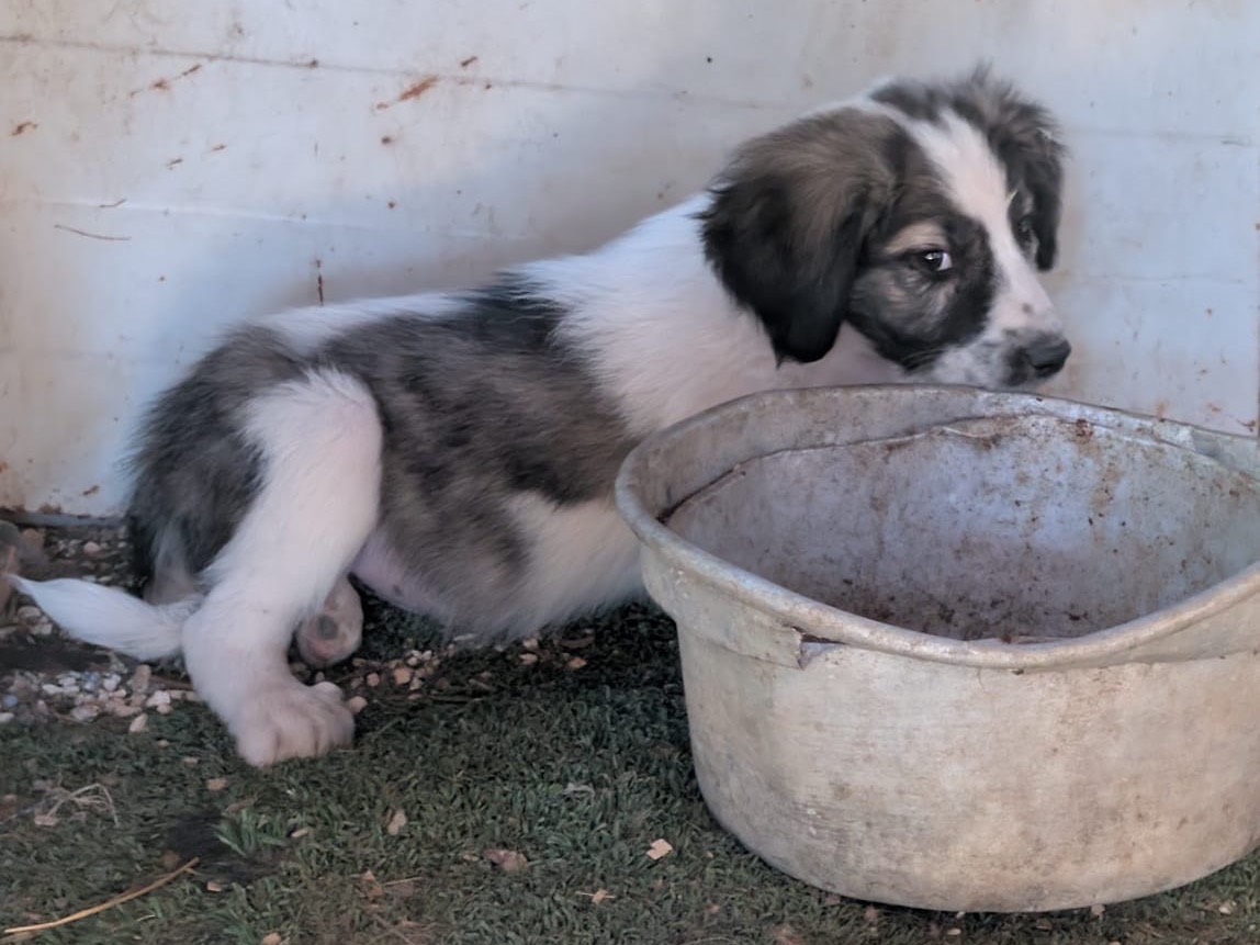 Adotta un cane, maschio, 2 mesi, Laquila