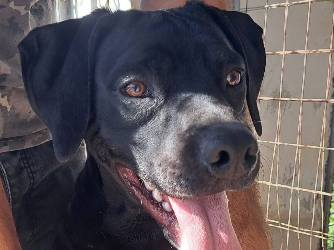 Adozione cane, maschio, Setter Inglese Breton, 10 mesi, taglia media contenuta, Caserta