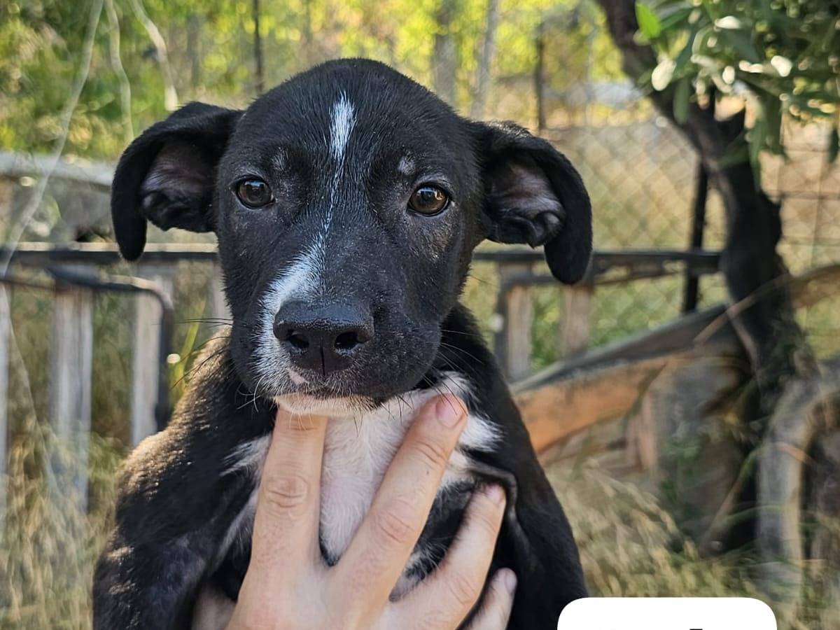 Adotta un cane, taglia media, maschio, Crotone