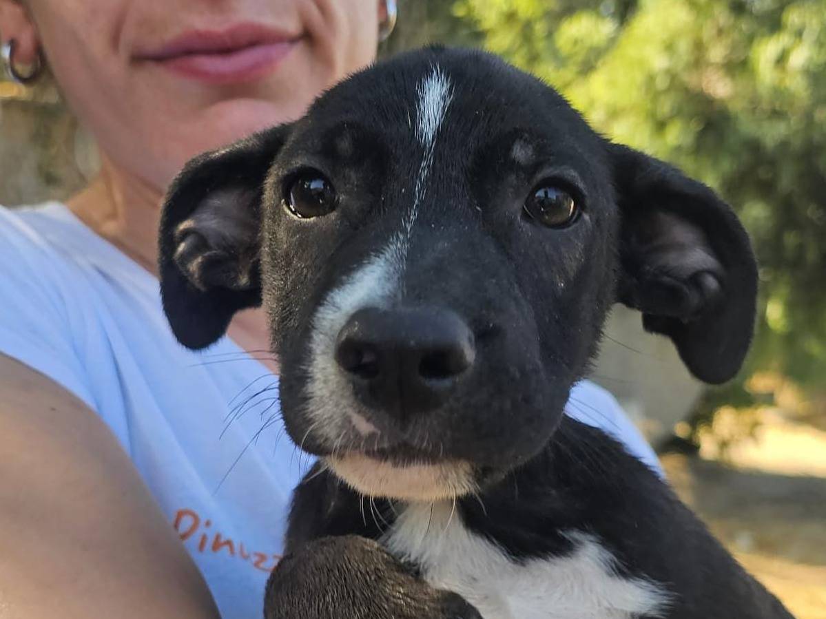 Adotta un cane, maschio, 3 mesi, Crotone