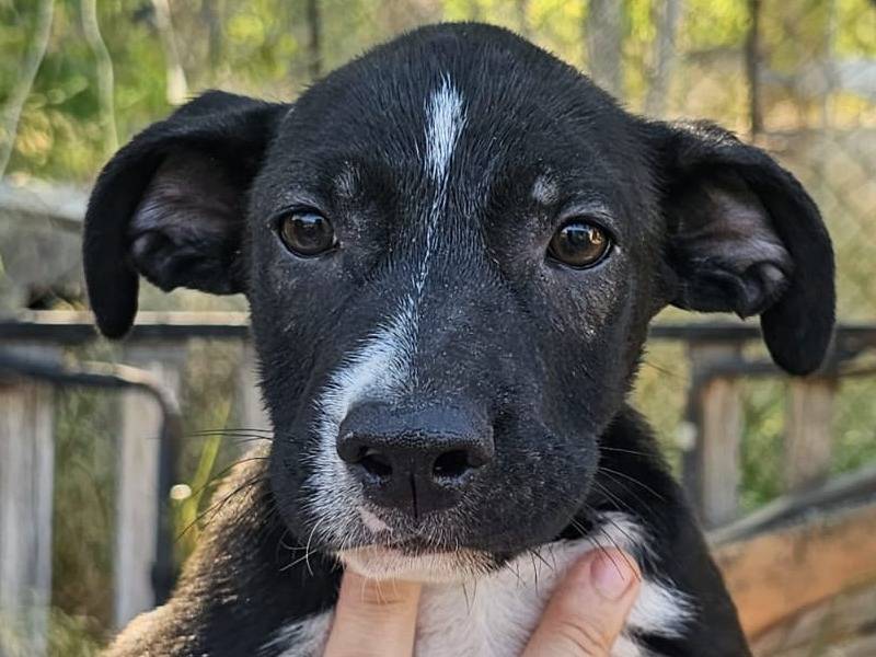 Adozione cane, maschio, Razza sconosciuta Razza sconosciuta, 3 mesi, taglia media, Crotone