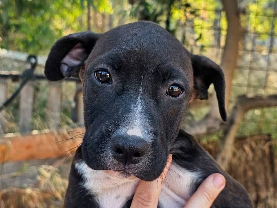 Adozione cane, femmina, Razza sconosciuta Razza sconosciuta, 3 mesi, taglia media, Crotone