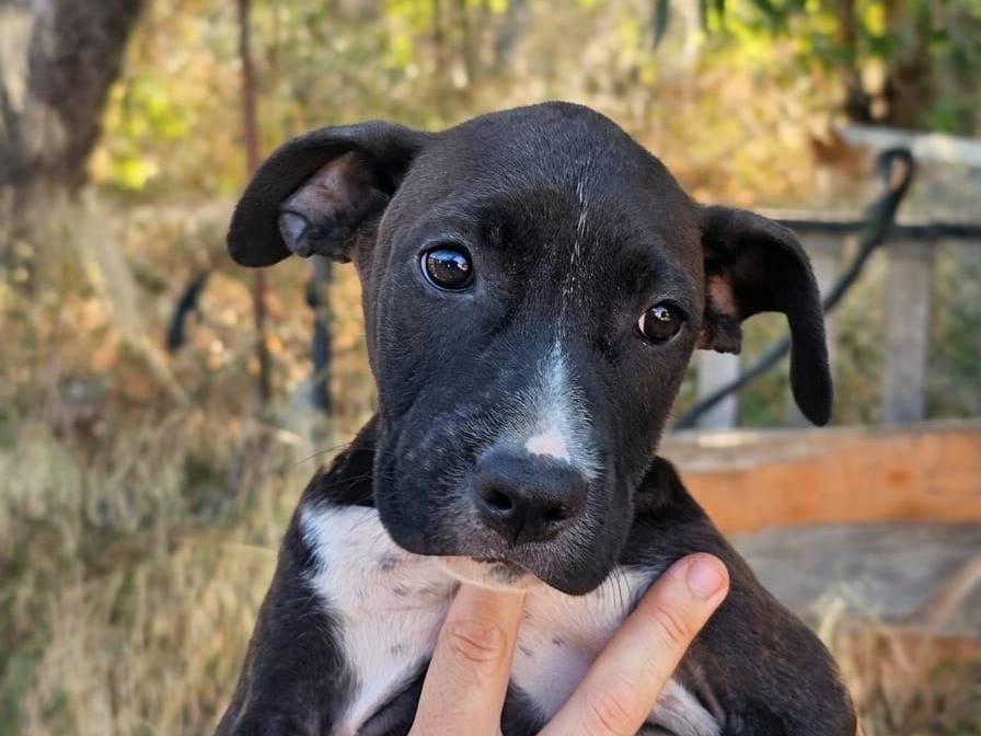 Adotta un cane, femmina, 3 mesi, Crotone