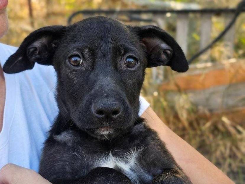 Adozione cane, femmina, Razza sconosciuta Razza sconosciuta, 3 mesi, taglia media, Crotone