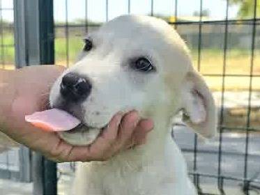 Adozione cane, maschio, Razza sconosciuta Razza sconosciuta, 2 mesi, taglia media, Padova
