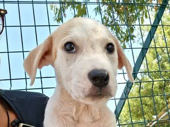 Adotta un cane, maschio, 2 mesi, Padova