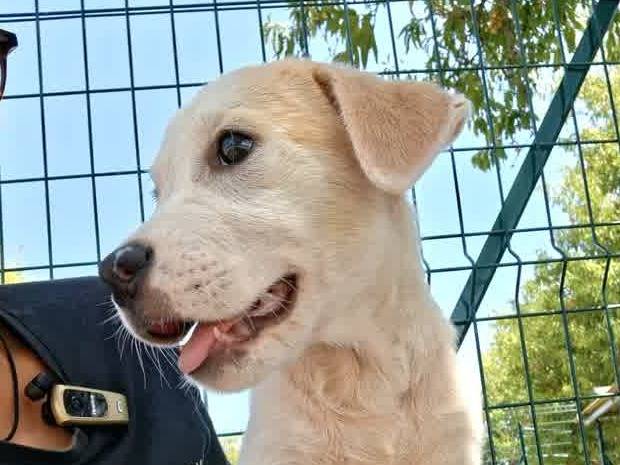 Adotta un cane, taglia media, maschio, Padova