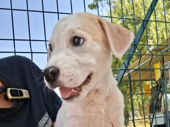 Vuoi adottare un cane a Padova?