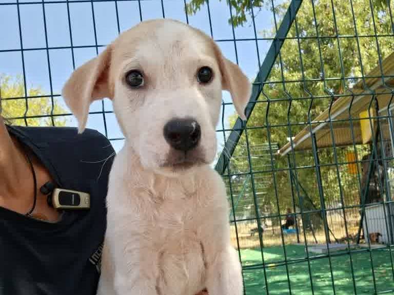 Adotta il cane SPRITZ a Padova