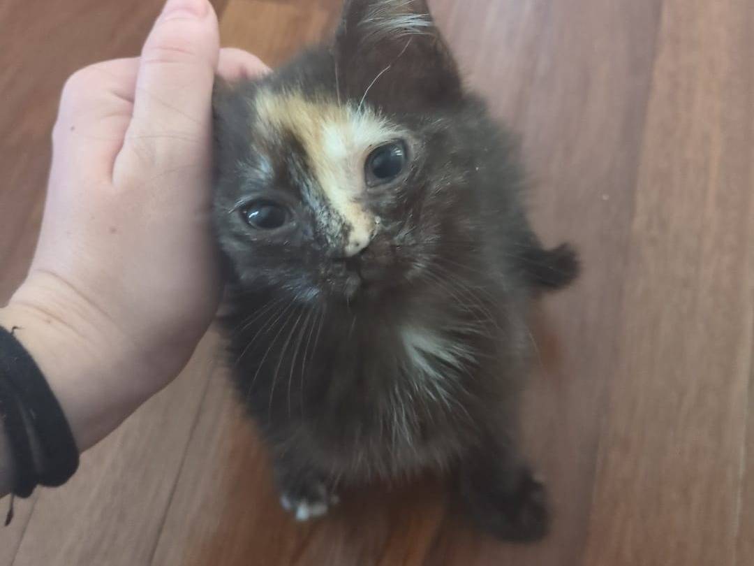 Adozione gatto, femmina, Razza sconosciuta Razza sconosciuta, 2 mesi, taglia non valida, Catanzaro