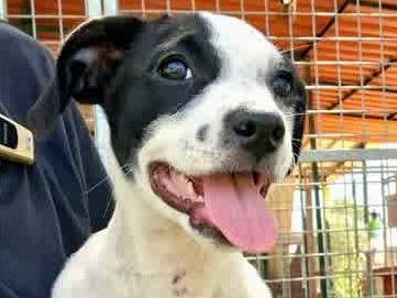 Adozione cane, maschio, Razza sconosciuta Razza sconosciuta, 2 mesi, taglia media contenuta, Padova