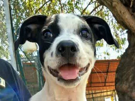 Adotta un cane, maschio, 2 mesi, Padova